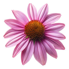 Obraz premium Echinacea flower isolated on transparent background