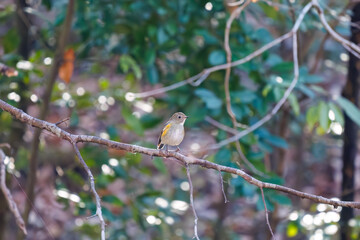 幸せの青い鳥、可愛いルリビタキ（ヒタキ科）
英名学名：Red flanked Bluetail...