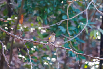 幸せの青い鳥、可愛いルリビタキ（ヒタキ科）
英名学名：Red flanked Bluetail (Tarsiger cyanurus)
埼玉県北本市、北本自然観察公園-2025
