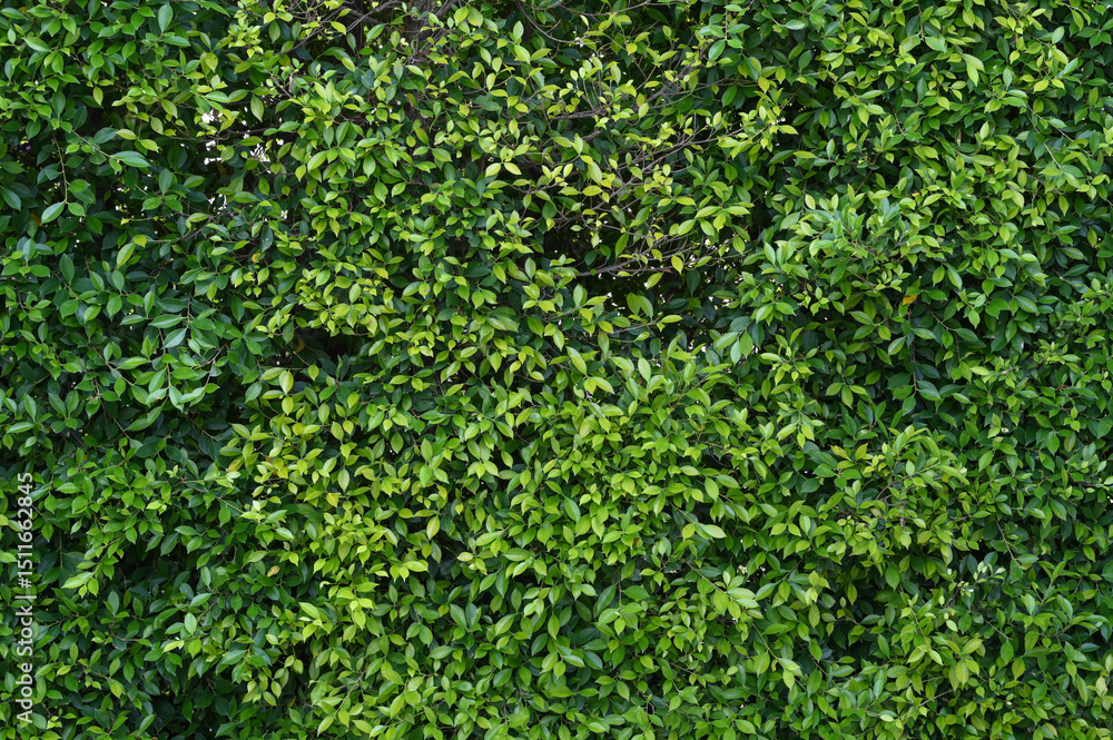 Poster close up view of lush green leaves forming natural wall or hedge texture. dense foliage creates deta