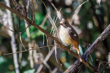 可愛いジョウビタキ（ヒタキ科）
英名学名：Daurian Redstart (Phoenicurus...