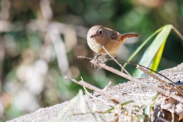 可愛いジョウビタキ（ヒタキ科）
英名学名：Daurian Redstart (Phoenicurus...
