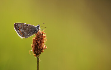 Mały motyl na kwiatku na łące, puste miejsce, tło natury. 