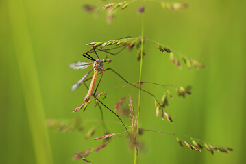 Koziułka, komarnica na trawie na łace.  © Elżbieta Kaps