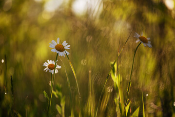 Białe kwiaty margarytki w rosie na łące, tło natury.  © Elżbieta Kaps