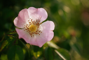 Różowy kwiat dzikiej róży, tło natury. 