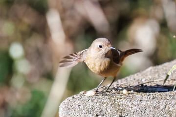 可愛いジョウビタキ（ヒタキ科）
英名学名：Daurian Redstart (Phoenicurus auroreus)
埼玉県北本市、北本自然観察公園-2025
