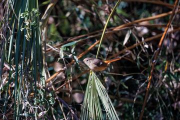 可愛いジョウビタキ（ヒタキ科）
英名学名：Daurian Redstart (Phoenicurus...