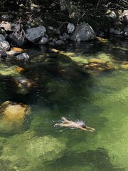 small river in the forest
