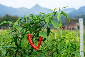 Close-up of a chili pepper plant with ripe red and unripe green chilies growing in an outdoor farm....