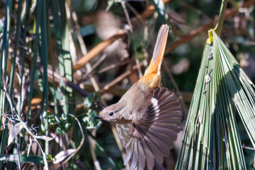 可愛いジョウビタキ（ヒタキ科）
英名学名：Daurian Redstart (Phoenicurus...