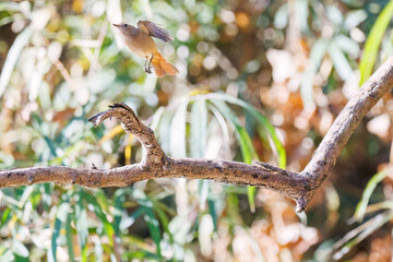 羽ばたき飛び立つ
可愛いジョウビタキ（ヒタキ科）
英名学名：Daurian Redstart (Phoenicurus auroreus)
埼玉県北本市、北本自然観察公園 2025
