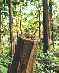 Trunk of a fallen tree at a forest in Koraput, Odisha, India in November 2024....