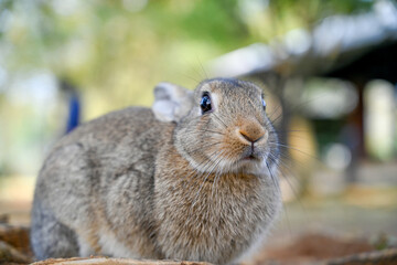 Grey rabbit crouching on grass under tree roots, showcasing textured fur and expressive eyes in a peaceful rural setting