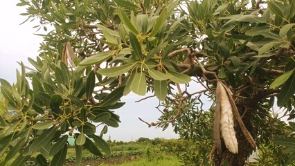 green beans on a tree