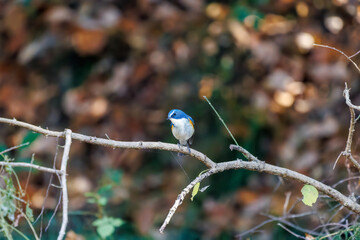 羽ばたいて飛び出す幸せの青い鳥、可愛いルリビタキ（ヒタキ科）
英名学名：Red flanked Bluetail (Tarsiger cyanurus)
埼玉県北本市、北本自然観察公園    2025

