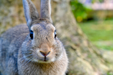 Close-up frontal portrait of grey rabbit with alert eyes and whiskers against blurred tree background, ideal for pet and wildlife illustrations