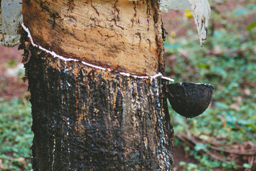 indian rubber tree India