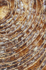 Insects Silk cocoons