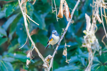 幸せの青い鳥、可愛いルリビタキ（ヒタキ科）
英名学名：Red flanked Bluetail...
