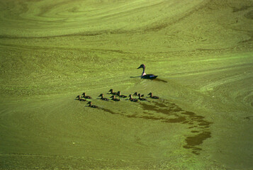 Birds Spot billed duck with young ones chicks anas poecilorhyncha in water, Bandipur national park,...