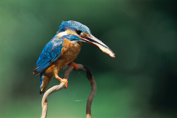 Birds Small blue Kingfisher alcedo atthis sitting on branch with feed