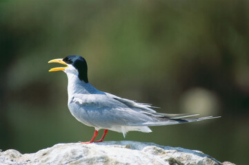 Birds, river tern sterna aurantia at Ranganathittu bird sanctuary, Mysore, Karnataka, India