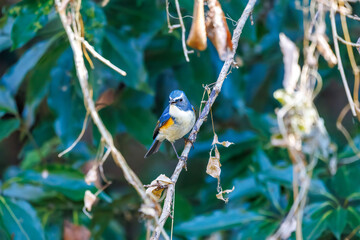 幸せの青い鳥、可愛いルリビタキ（ヒタキ科）
英名学名：Red flanked Bluetail (Tarsiger cyanurus)
埼玉県北本市、北本自然観察公園 2025
