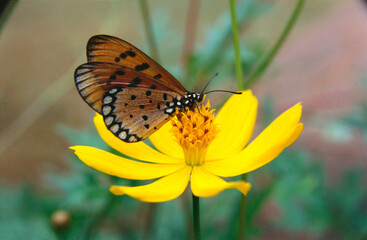 butterfly Tawny Castor on yellow wild flower