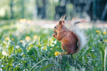 A squirrel runs on the grass © evastud