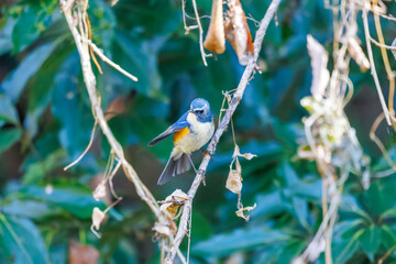 幸せの青い鳥、可愛いルリビタキ（ヒタキ科）
英名学名：Red flanked Bluetail...