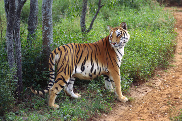 Tigress panthera tigris looking at backside at Bannarghatta national park, Bangalore, Karnataka,...