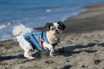 海岸の砂浜を駆け回る子犬
