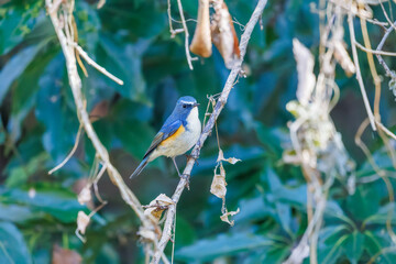 幸せの青い鳥、可愛いルリビタキ（ヒタキ科）
英名学名：Red flanked Bluetail (Tarsiger cyanurus)
埼玉県北本市、北本自然観察公園 2025
