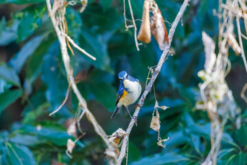 幸せの青い鳥、可愛いルリビタキ（ヒタキ科）
英名学名：Red flanked Bluetail (Tarsiger cyanurus)
埼玉県北本市、北本自然観察公園 2025
