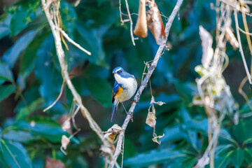 幸せの青い鳥、可愛いルリビタキ（ヒタキ科）
英名学名：Red flanked Bluetail...