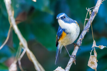 幸せの青い鳥、可愛いルリビタキ（ヒタキ科）
英名学名：Red flanked Bluetail...