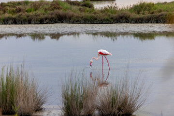 Flamingos (Phoenicopteridae) in valle di comacchio, Italy