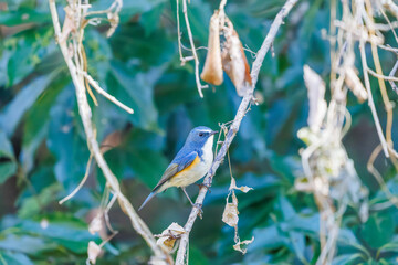 幸せの青い鳥、可愛いルリビタキ（ヒタキ科）
英名学名：Red flanked Bluetail (Tarsiger cyanurus)
埼玉県北本市、北本自然観察公園 2025
