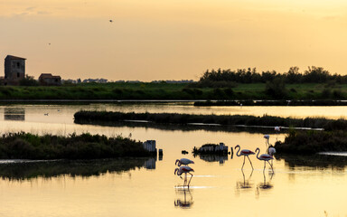 Flamingos (Phoenicopteridae) in valle di comacchio, Italy