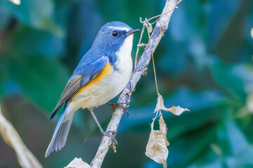幸せの青い鳥、可愛いルリビタキ（ヒタキ科）
英名学名：Red flanked Bluetail...