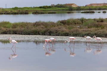 Flamingos (Phoenicopteridae) in valle di comacchio, Italy