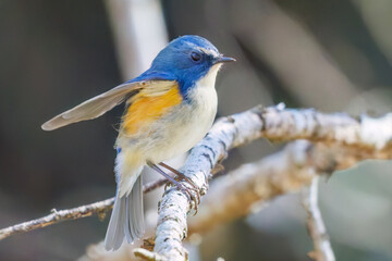幸せの青い鳥、可愛いルリビタキ（ヒタキ科）
英名学名：Red flanked Bluetail (Tarsiger cyanurus)
埼玉県北本市、北本自然観察公園 2025
