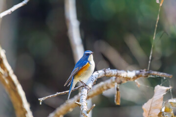 幸せの青い鳥、可愛いルリビタキ（ヒタキ科）
英名学名：Red flanked Bluetail...