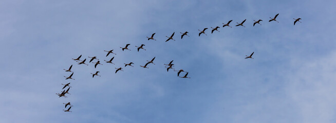 Flamingos (Phoenicopteridae) fly in formation in valle di comacchio, Italy