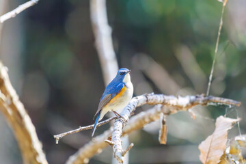 幸せの青い鳥、可愛いルリビタキ（ヒタキ科）
英名学名：Red flanked Bluetail (Tarsiger cyanurus)
埼玉県北本市、北本自然観察公園 2025
