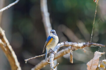 羽ばたいて飛び出す幸せの青い鳥、可愛いルリビタキ（ヒタキ科）
英名学名：Red flanked Bluetail (Tarsiger cyanurus)
埼玉県北本市、北本自然観察公園    2025

