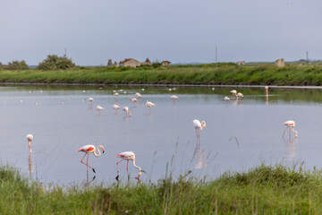 Flamingos (Phoenicopteridae) in valle di comacchio, Italy