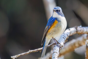 羽ばたいて飛び出す幸せの青い鳥、可愛いルリビタキ（ヒタキ科）
英名学名：Red flanked Bluetail (Tarsiger cyanurus)
埼玉県北本市、北本自然観察公園    2025
