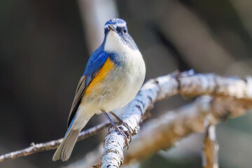 羽ばたいて飛び出す幸せの青い鳥、可愛いルリビタキ（ヒタキ科）
英名学名：Red flanked Bluetail (Tarsiger cyanurus)
埼玉県北本市、北本自然観察公園    2025

